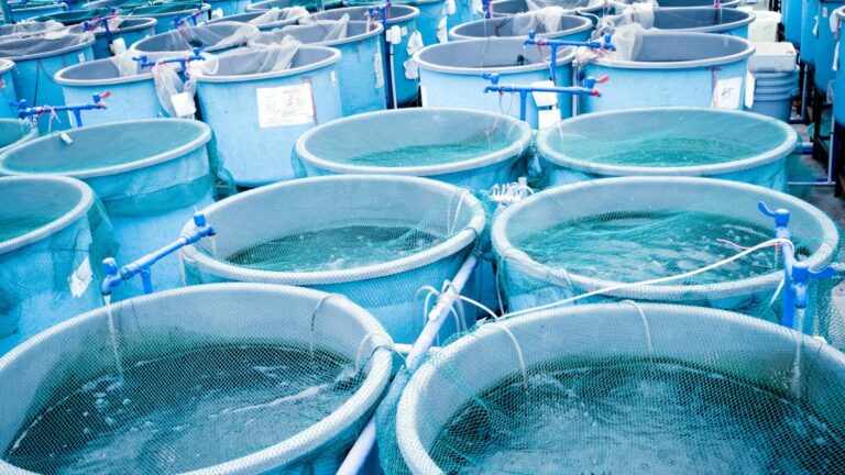 養殖卵の品質スクリーニング