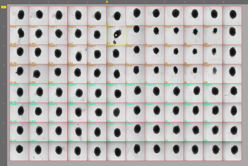 スフェロイド高速プレート解析