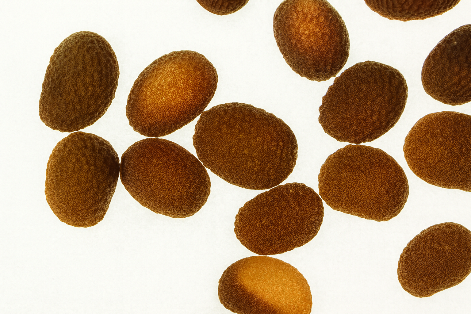 植物種子のAI分類