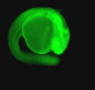 GFPキューブ構成