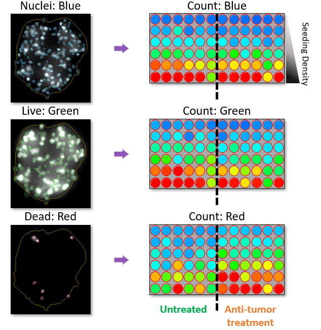 スフェロイドLive Dead解析
