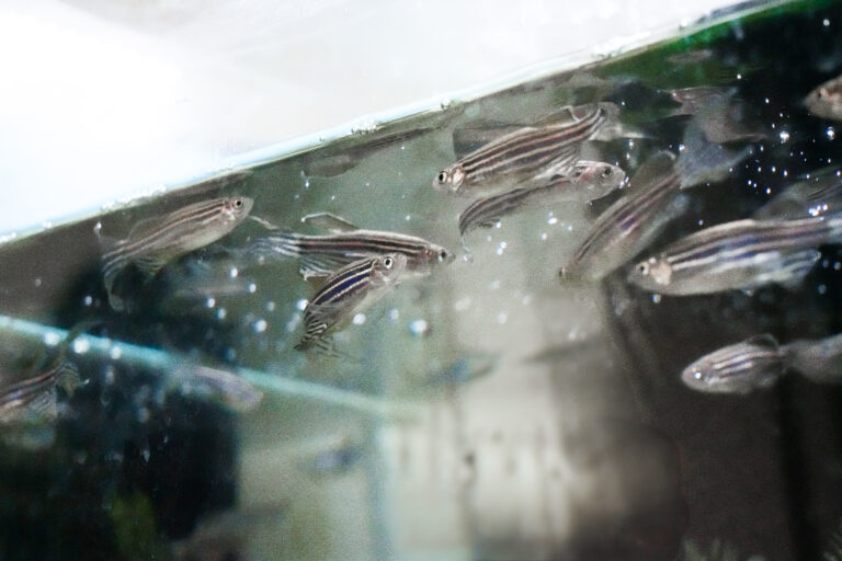 ゼブラフィッシュ胚のAIスクリーニング